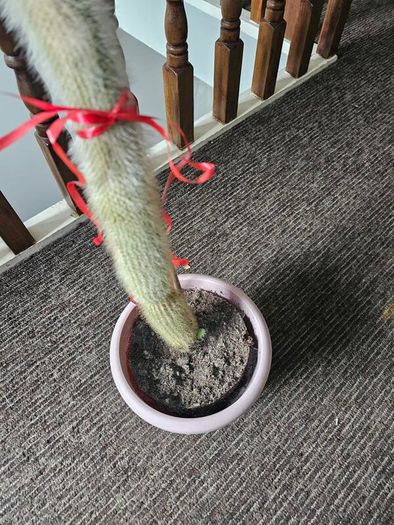Large tall cactus in pot