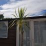Palm Tree Image 3