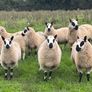 Kerry Hill Sheep Image 3