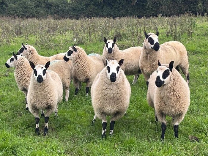 Kerry Hill Sheep
