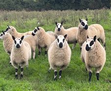 Kerry Hill Sheep