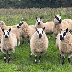 Kerry Hill Sheep