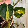 Rare houseplant Philodendron Cream Splash Image 9