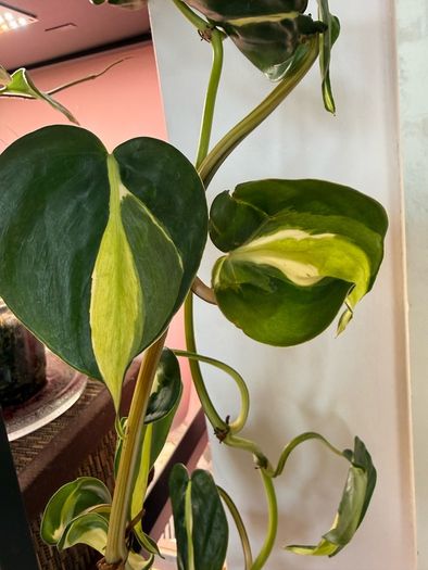 Rare houseplant Philodendron Cream Splash