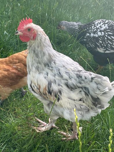 Splash Maran Cockerel