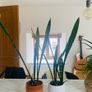 House Plants For Sale Image 4