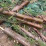 Free Firewood Image 2