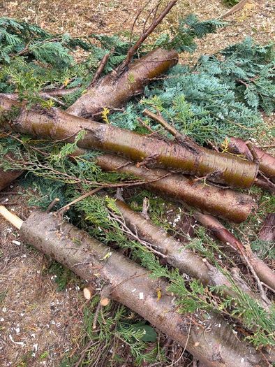 Free Firewood