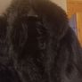 ladies faux fur shrug Image 4