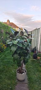 big plant