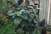 big plant