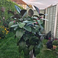 big plant