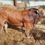 Bull Image 3