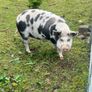 Kune Kune pigs Image 6