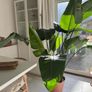 Stunning large bird of paradise tropical plant Image 5