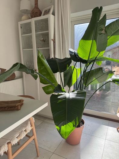 Stunning large bird of paradise tropical plant