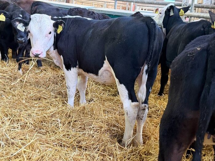 31 Properly Well Fed Calves
