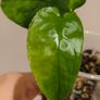 No.11 Monstera Siltepecana Variegated Image 3