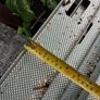 Decking/ shed steel joists Image 2