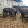 6 Aberdeen Angus heifers Image 7