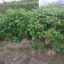 Raspberry Plants Image 2