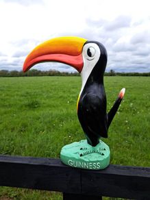 Large  Guinness  toucan