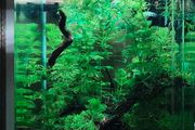 Blue Velvet Shrimp Aquarium