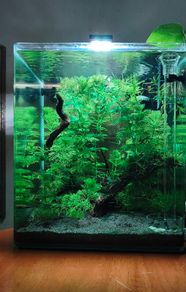 Blue Velvet Shrimp Aquarium
