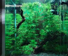 Blue Velvet Shrimp Aquarium