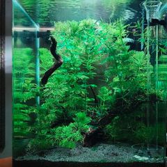 Blue Velvet Shrimp Aquarium