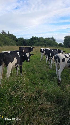 Friesian Bullocks For Sale