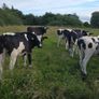 Friesian Bullocks For Sale Image 2